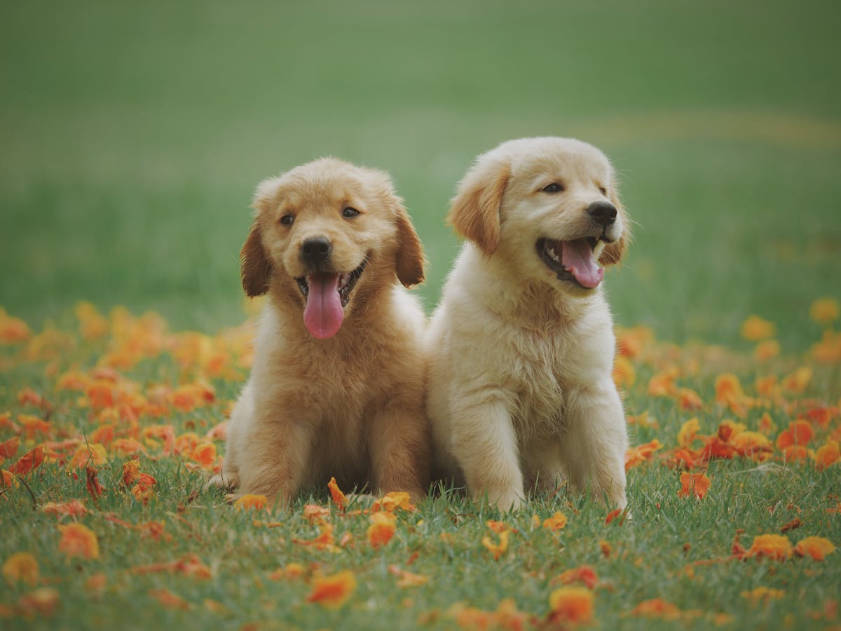 Two golden retriever puppies sitting in a grassy field